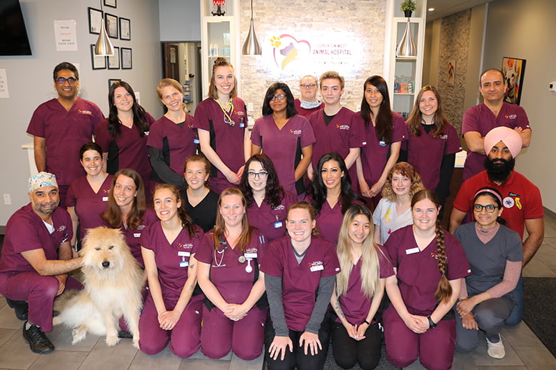 Veterinary Jobs in Edmonton, Alberta